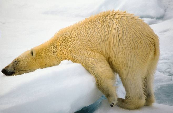 세상에서 가장 편안한 베개. 북극곰이 얼음 덩어리에 몸을 기대 쉬고 있다. 노르웨이령 스발바르 제도에서 미국의 Denise Dupras가 찍었다.