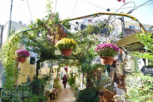 달성토성마을 ‘골목정원’에 화사하게 가을이 내려 앉았다. 집집마다 키우던 화분을 내놓는 것으로 시작한 골목정원이 입소문을 타면서 허름하던 마을이 새롭게 주목받고 있다. 대구=최흥수기자