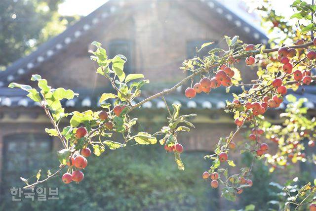 선교사주택 옆에는 대구 사과의 시초가 된 3세목 능금나무가 자라고 있다.