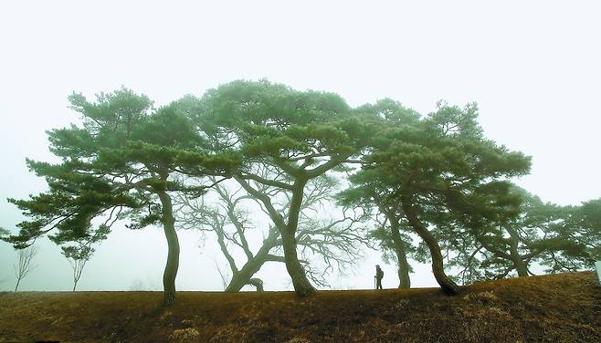 장장 240km에 달하는 외씨버선길에는 우아한 자태의 소나무가 우거진 숲을 자주 만난다. [중앙포토]
