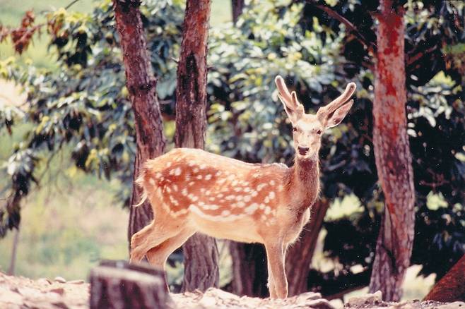 멸종위기 1급 동물인 대륙사슴. 국립생물자원관