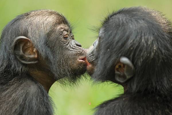 ⓒGoogle 갈무리 보노보 침팬지가 서로 입을 맞추는 모습. 보노보에게서는 교감을 위한 섹스, 혈연을 넘어선 사회성 등이 보인다.