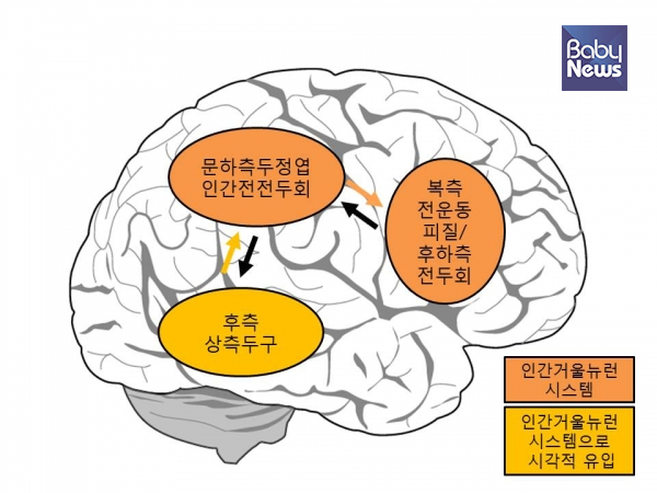 인간 거울뉴런 시스템 ⓒ김영훈