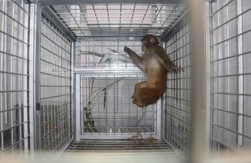 전북 정읍의 한국생명공학연구원 영장류자원지원센터를 탈출했던 원숭이가 19일 안전하게 구조됐다. - 연합뉴스