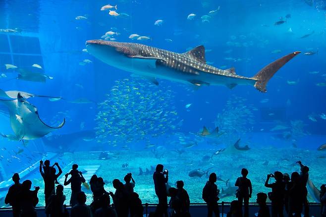 일본 오키나와 추라우미 수족관.