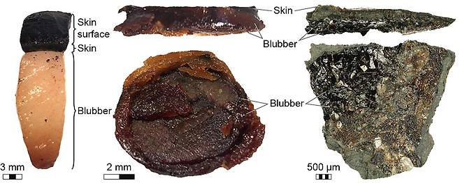 겉피부와 속피부, 그 밑의 지방층 단면. 왼쪽이 현생 돌고래이고 오른쪽이 어룡 화석이다. 요한 린그렌, 마틴 야렌마르크 제공.
