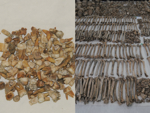 208명의 시신이 발견된 충남 아산시 배방읍 설화산 폐금광에서 나온 어린아이의 치아(왼쪽)와 부위별 유해 사진. 유해발굴 공동조사단 제공