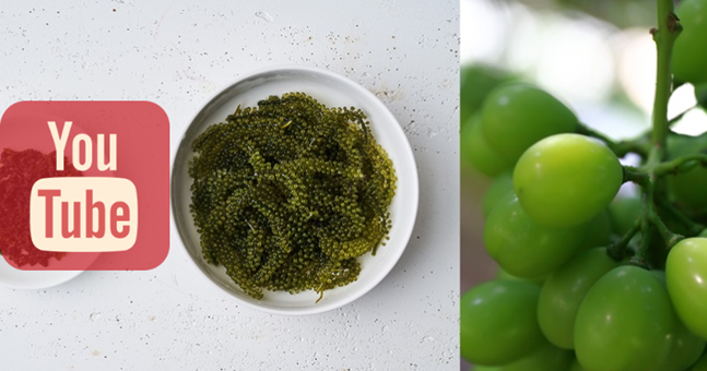 최근 유튜브에서 먹방 소재로 인기를 끌고 있는 바다포도(왼쪽)와 샤인머스켓(오른쪽)ⓒ소셜콘치