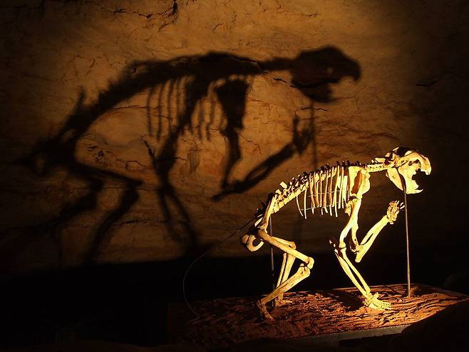 1969년 호주 남부 나라쿠르테에 있는 코마츠 동굴에서 발견된 거의 완벽하게 보존된 주머니사자의 골격. 카로라, 위키미디어 코먼스 제공.