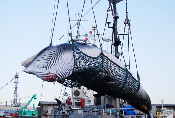 훗카이도의 한 항구에서 연구 목적으로 포경된 밍크 고래가 하역되고 있다. [AP=연합뉴스]