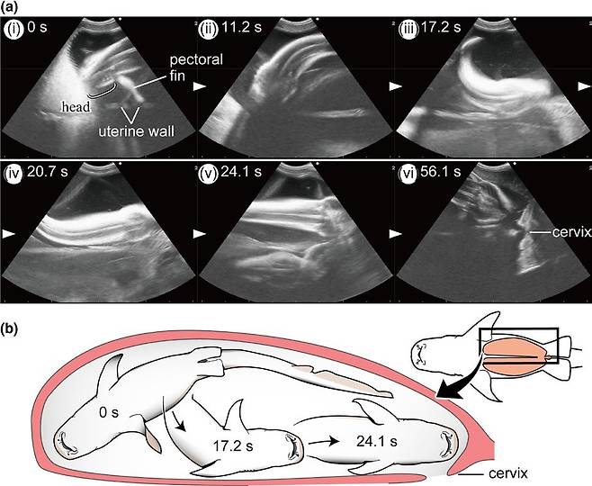황갈색수염상어 태아가 어미의 자궁 속에서 헤엄쳐 이동하는 초음파 연속 사진(a)과 그림으로 표시(b)한 것. 토미타 외 (2018) 동물행동학 제공.