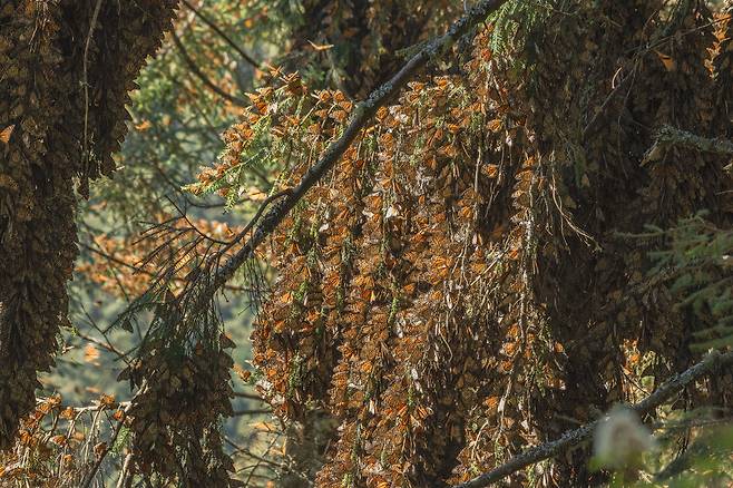 제왕나비는 그 숫자가 워낙 많기 때문에 이들의 숫자를 일일이 세지는 못 하고, 이들이 나뭇가지에 다닥다닥 달라붙어 겨울을 나는 숲의 면적을 통해 이들의 개체수를 추정한다. 플리커