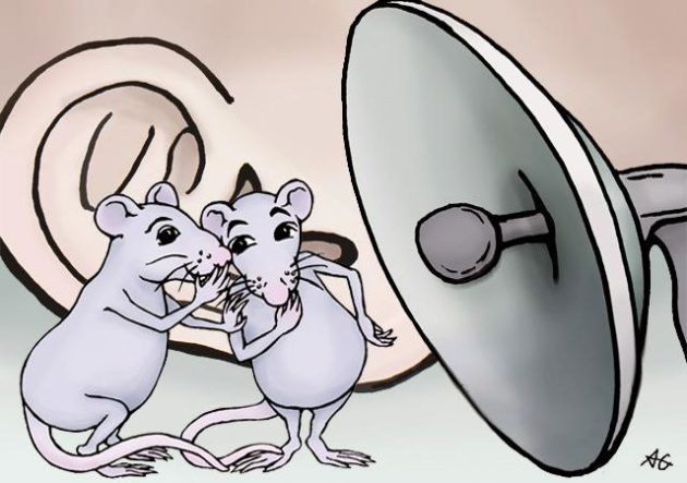 쥐와 같은 설치류는 초음파를 통해 사회적 대화를 나눈다. 약 20가지의 초음파 발성 레파토리를 가지고 아주 풍부한 대화를 나눈다. 이 대화를 분석한다면 다양한 연구에 적용될 수 있다.-미국워싱턴대학교 제공
