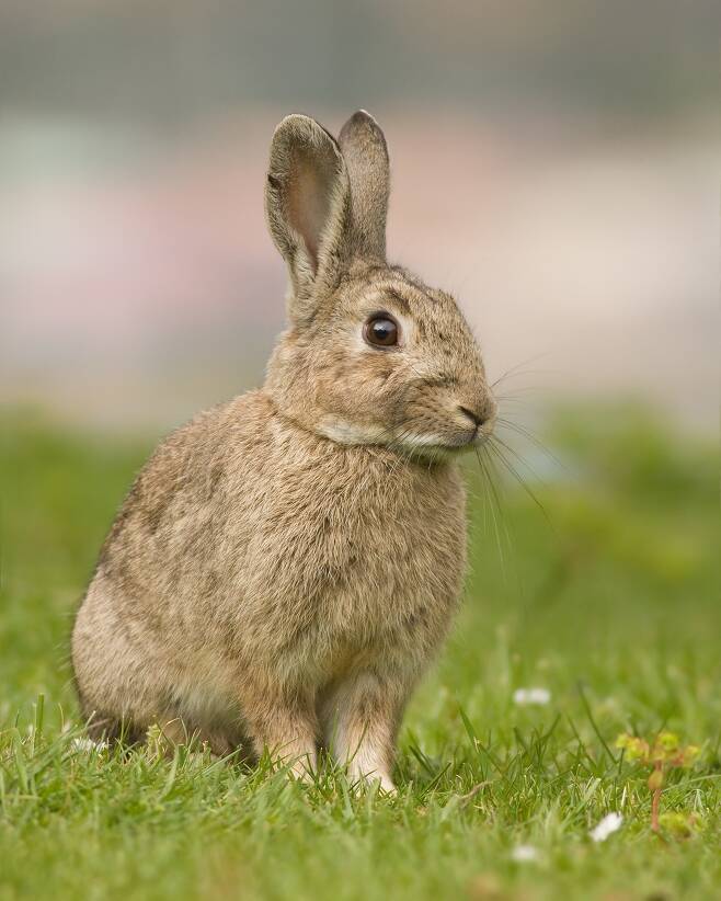 섬유질이 많은 거친 식물을 주요 먹이로 삼는 토끼에게 자기 똥을 다시 먹어 소화하는 일은 생존에 필수적인 행동임이 드러났다. 위키미디어 코먼스 제공.