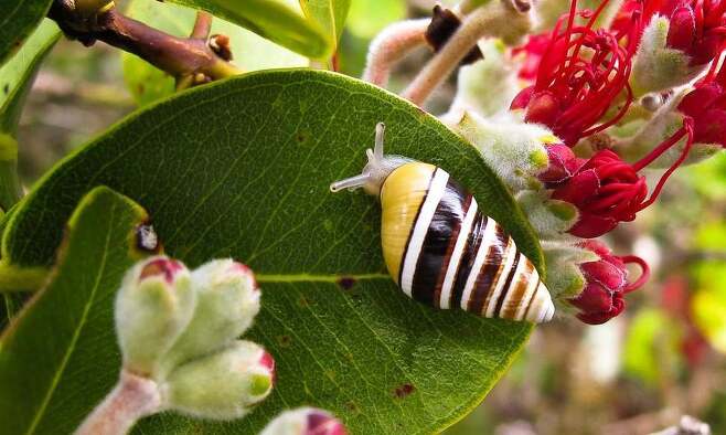 하와이의 다양한 나무 달팽이의 하나인 파르툴리나 미겔시아나(Partulina mighelsiana). 데이비드 시쇼 제공.