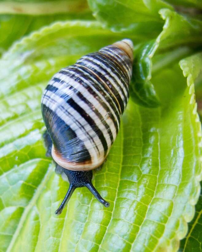 하와이 나무 달팽이는 현재 능선이나 계곡의 좁은 지역에서만 살아남아 있다. 데이비드 시쇼 제공.