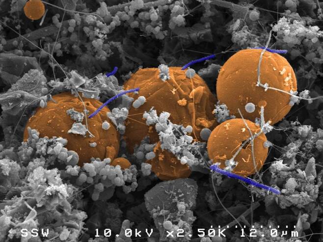 깊은 땅속 금광에서 발견된 '디설포루디스 오댁스비에이터' 세균(보라색 막대 모양)을 찍은 전자현미경 사진. 물이 쪼개진면서 나온 수소를 활용해 살아간다. 주황색 구는 탄소 덩어리.[사진 심층탄소관측팀]