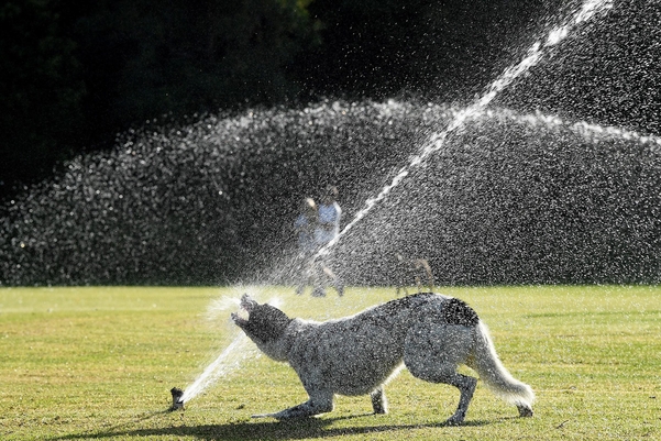 2019년 1월 16일 호주 남동부 뉴사우스웨일스의 퀸즈파크에서 강아지가 스프링클러에서 나오는 물로 더위를 식히고 있다. /AP=연합뉴스
