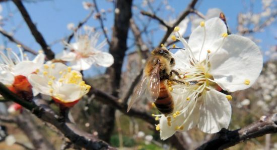 꿀벌이 매화에 푹빠져 꿀을 채취하고 있는 모습. [사진=아시아경제DB]