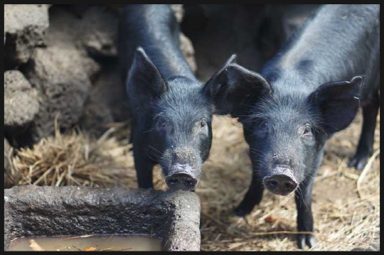 고기 맛에 영향을 주는 결지방이 일반 돼지보다 3배가 많은 제주 흑돼지 새끼들이 검은 빛깔을 뽐내고 있다.  제주도청 제공