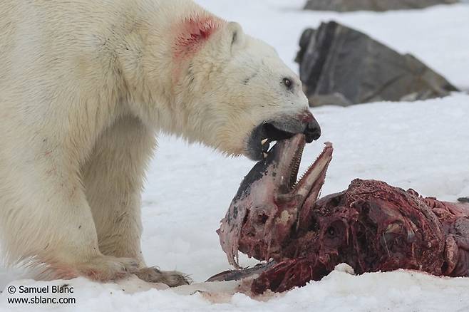 2014년 7월 2일 스발바르 제도에서 다 자란 북극곰이 흰부리돌고래 사체를 먹고 있다. 이 돌고래는 4월 목격된 북극곰이 먹던 돌고래와 한 무리에 속했던 것으로 보인다. 사뮤엘 블랑크, ‘극지 연구’ 제공.