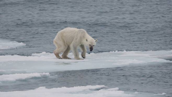스발바르 제도에서 발견된 비쩍 마른 북극곰. 기후변화로 인한 먹이 감소 등이 원인으로 추정된다. 안드레아스 웨이스, 위키미디어 코먼스 제공.