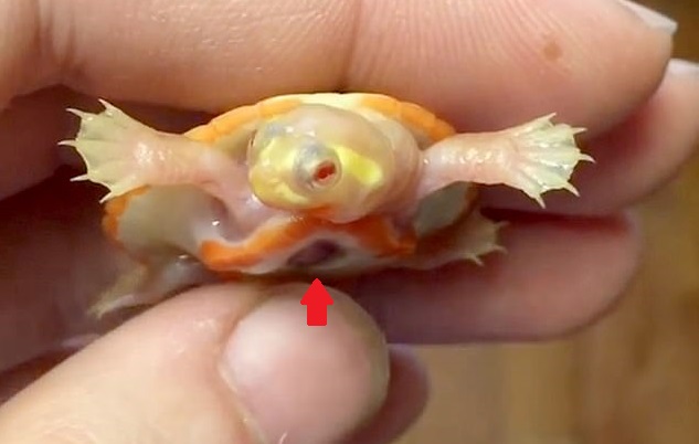 화살표가 가리키는 것이 몸 밖으로 노출돼 있는 알비노 거북 ‘호프’의 심장