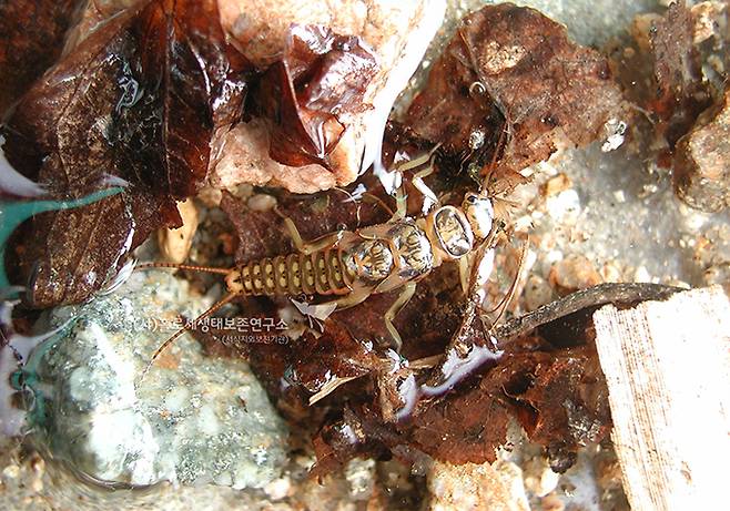 점등그물강도래 애벌레