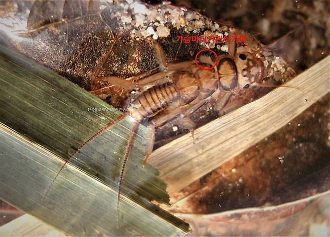 진강도래 애벌레