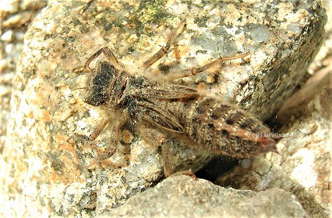 쇠측범잠자리 애벌레