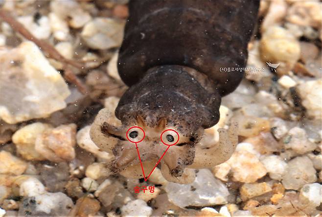 각다귀속(Tipula) 애벌레 숨구멍