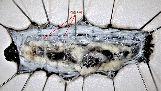 각다귀속(Tipula) 애벌레 기관 소지