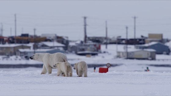 기후변화로 고통받는 북극곰 가족이 마을을 배회하고 있다. [사진 MBC]