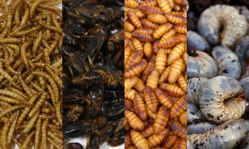 곤충식품 원료로 쓰이는 밀웜, 귀뚜라미 식용누에 번데기, 장수풍데이 유충(장수애)