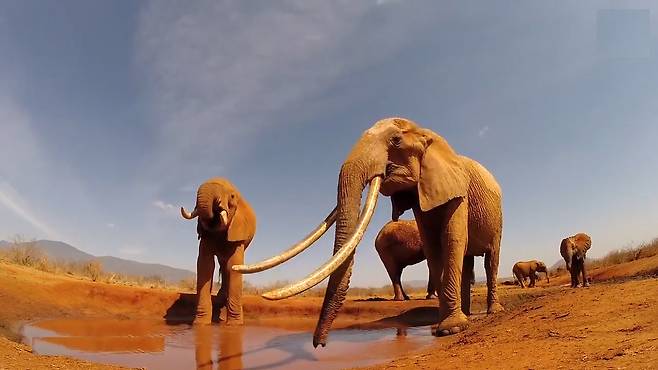 세상에서 20마리도 채 남지 않은 자이언트 코끼리의 당당한 모습(유튜브 영상 캡처)