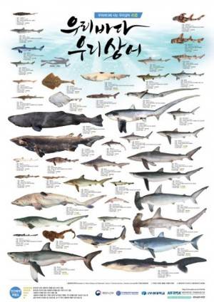 한국에도 47종의 상어가 살고 있으며, 그중 12종이 IUCN 지정 ′멸종위기종′과 ′멸종취약종′이다. 부경대 해양어류자원 기탁등록보존기관은 2017년 이같은 내용을 담은 포스터 ′우리바다,우리상어′를 만들었다.
