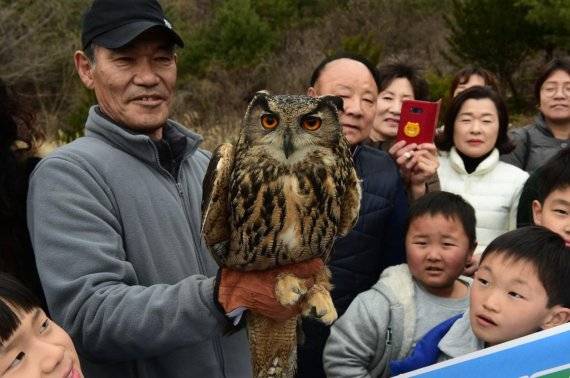 뇌진탕 수리부엉이 자연복귀. 사진제공=경기북부청