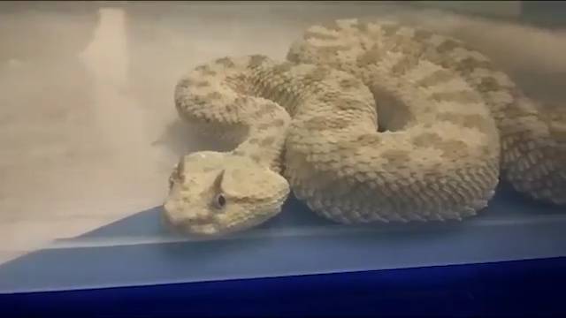 인도 남부 공항을 통해 희귀 파충류를 밀반입 하려다 적발된 모습(유튜브 영상 캡처) 인도 남부 공항을 통해 희귀 파충류를 밀반입 하려다 적발된 모습(유튜브 영상 캡처)