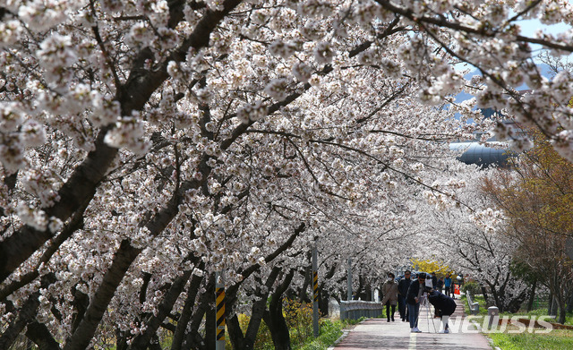 【구례=뉴시스】 만개한 벚꽃 모습. 2019.04.01. (사진=뉴시스 DB) photo@newsis.com