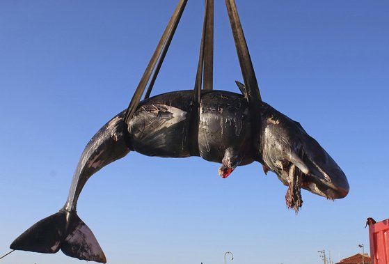 이탈리아 정부가 지난 달 29일(현지시간) 사르디니아 섬 해안에서 발견된 죽은 고래를 옮기고 있다. [AP=연합뉴스]