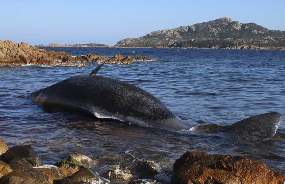 이탈리아 정부가 지난 달 29일(현지시간) 사르디니아 섬 해안에서 발견된 죽은 고래.. [AP=연합뉴스]