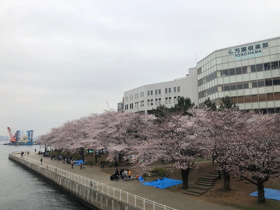 지난달 30일 벚꽃축제가 열린 일본 요코하마 지역. 서승욱 특파원