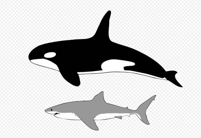 평균적인 범고래(위)와 백상아리의 크기 비교. 위키미디어 코먼스 제공.