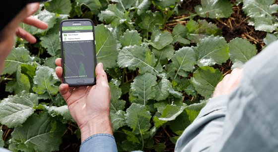 스마트폰 앱으로 유채꽃을 찍으면 질소 비료를 얼마나 뿌려야 하는지 알려준다. [Yura ImageIT]