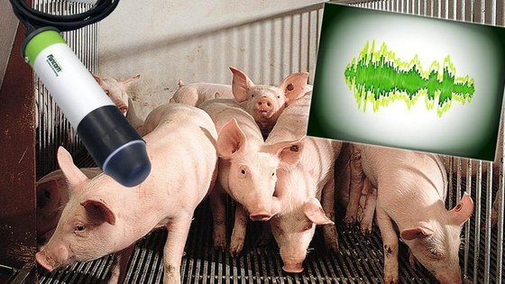 우리에 마이크로폰을 설치한 뒤 돼지 기침을 분석해 질병을 조기에 발견한다. [SoundTalks Fancom]