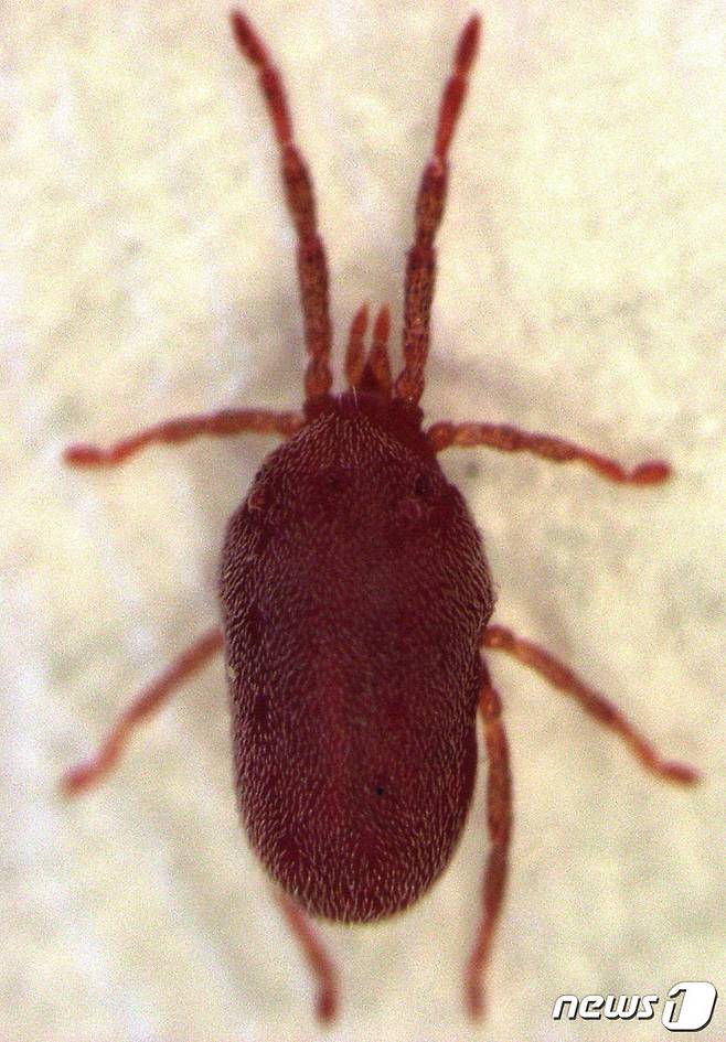 빨간 진드기 다카라다니(Balaustium murorum).(위키미디어 재단 제공) © 뉴스1
