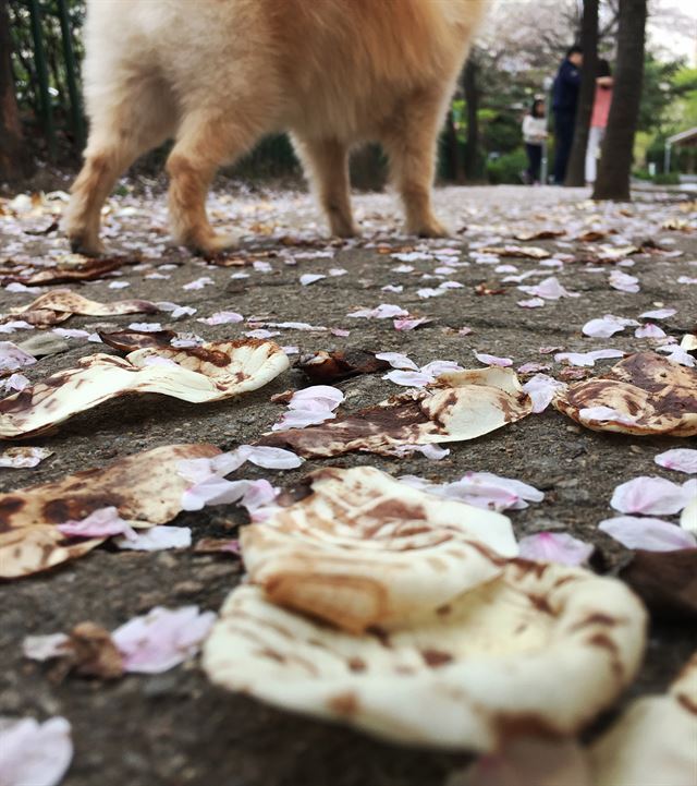 흐드러지게 피었던 꽃잎이 우수수 떨어졌다. 그 위에 남은 수많은 발자국들.