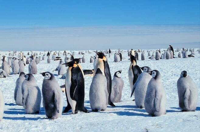 남극 황제펭귄 군집의 모습이다. 추운 계절이나 폭풍이 볼 때는 이보다 빼곡하게 수천~수만 마리가 모여 있다. 모여 있는 밀도는 일정하기 때문에, 위성 촬영으로 면적을 알면 대략적인 개체수를 구할 수 있다. 사진제공 NOAA