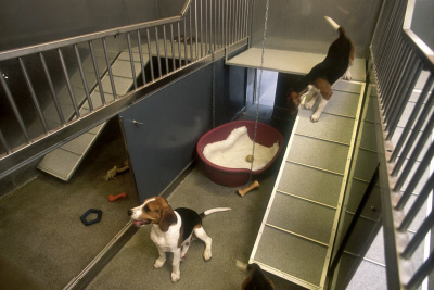 개(비글)들이 실험동물 사육장에 있는 모습.  영국국립3R센터(NC3Rs) 제공