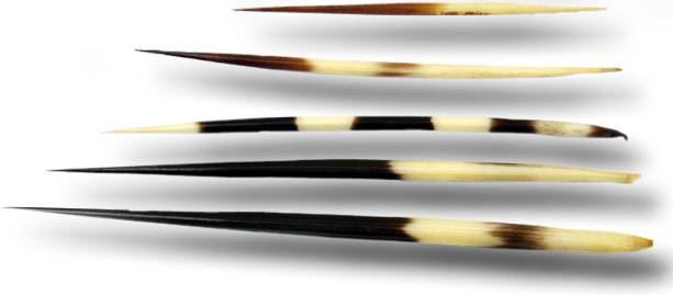 포큐파인의 강모 깃. 손톱이나 머리카락과 같은 케라틴으로 돼 있으며 길이가 30㎝를 넘기도 한다. 스텔켄바르켄, 위키미디어 코먼스 제공.